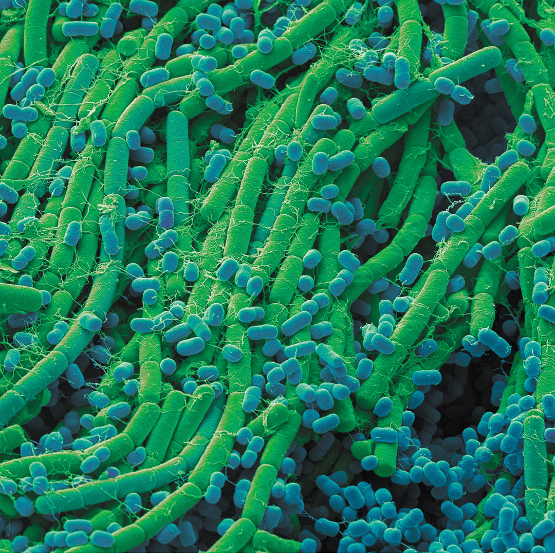 A false-coloured scanning electron microscopy image of soil bacteria.  