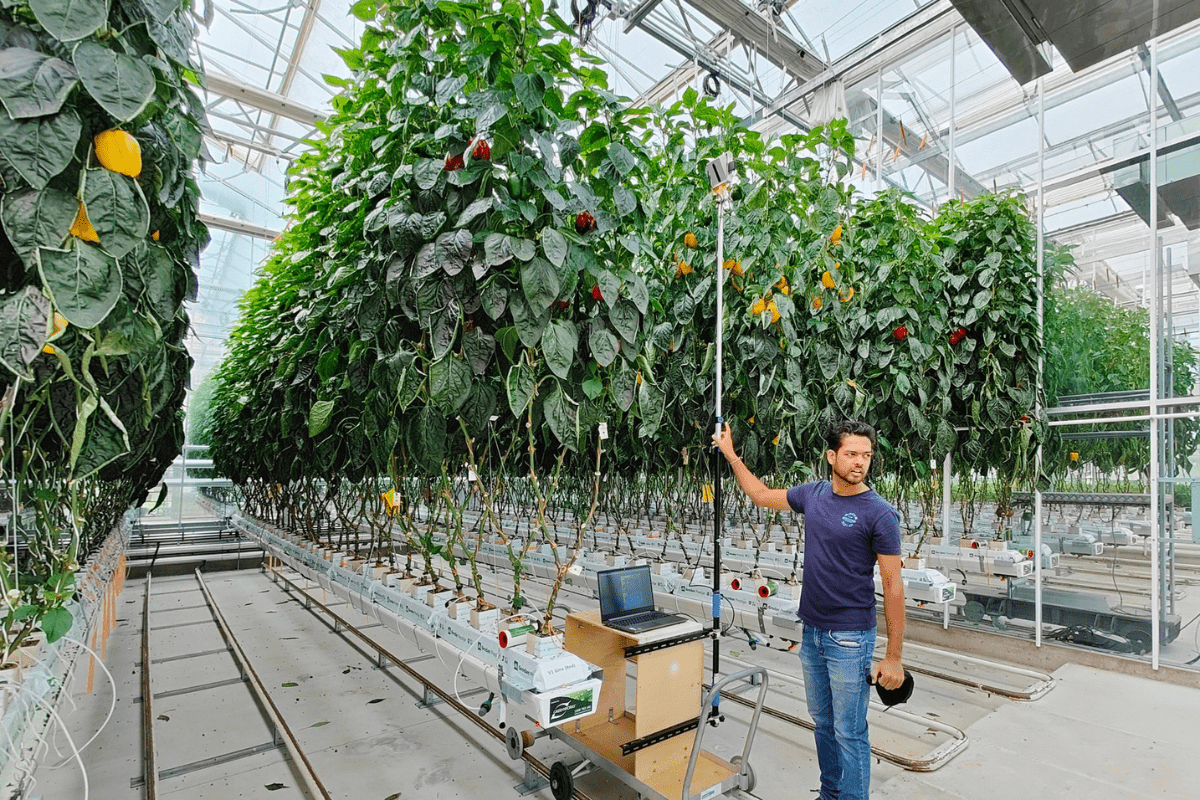 PhD candidate, Namal Jayasuriya at Western's Greenhouse Research Education Training Facility.